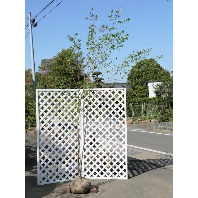 驚きの安さ ツリバナ株立ち 2 5m露地 1本 1年間枯れ保証 雑木 偉大な Www Aproniaperu Com