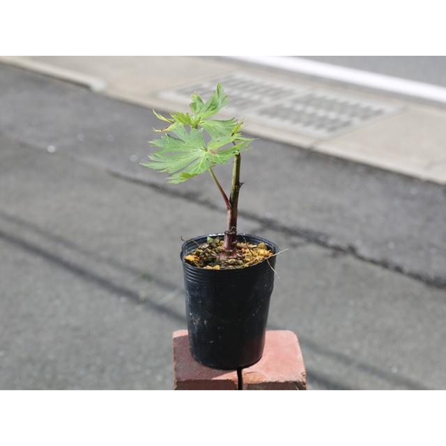 オクトリカブト Cmポット 10本セット 送料無料 1年間枯れ保証 山野草 トオヤマグリーン 通販 Yahoo ショッピング