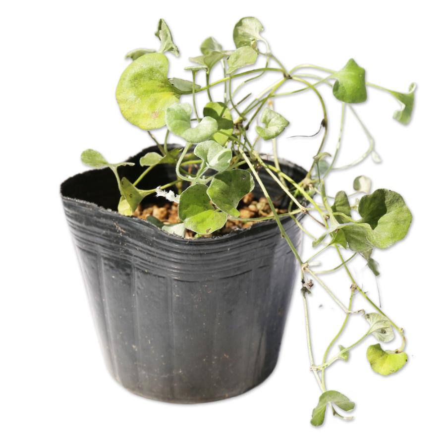 ディコンドラ シルバー（花、ガーデニング）のおすすめ人気商品一覧