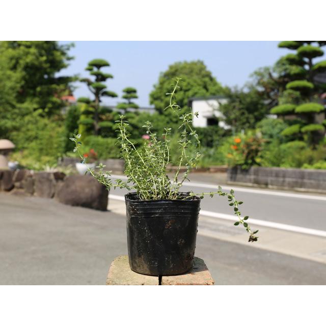 タイム ゴールデンレモンタイム 9 0cmポット 1本 1年間枯れ保証 ハーブ トオヤマグリーン 通販 Yahoo ショッピング