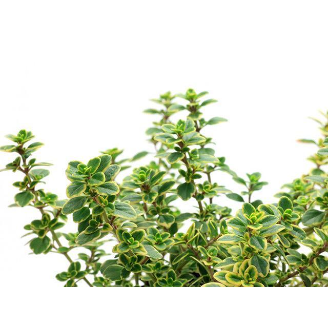 内祝い タイム ゴールデンレモンタイム 9 0cmポット 本セット 送料無料 1年間枯れ保証 ハーブ Sanmaria Com Br