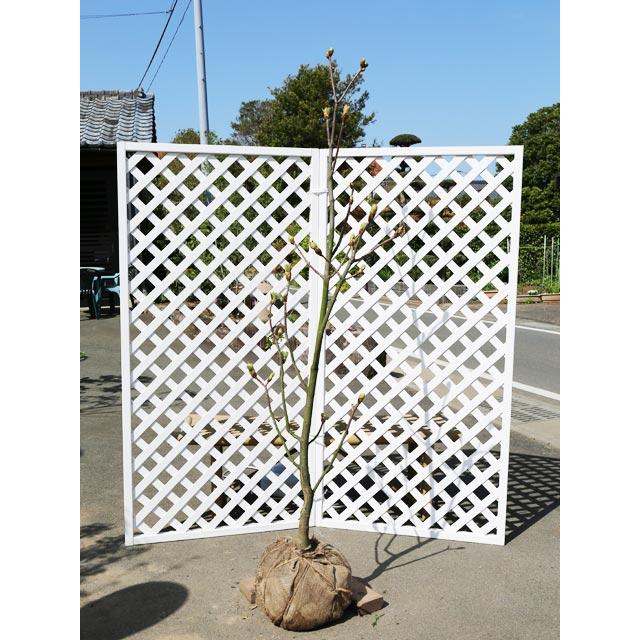 100 安心保証 ベニバナトチノキ 2 5m露地 2本セット 送料無料 1年間枯れ保証 シンボルツリー落葉 配達指定 大型商品 希少 大人気 Guadalupe Cafe