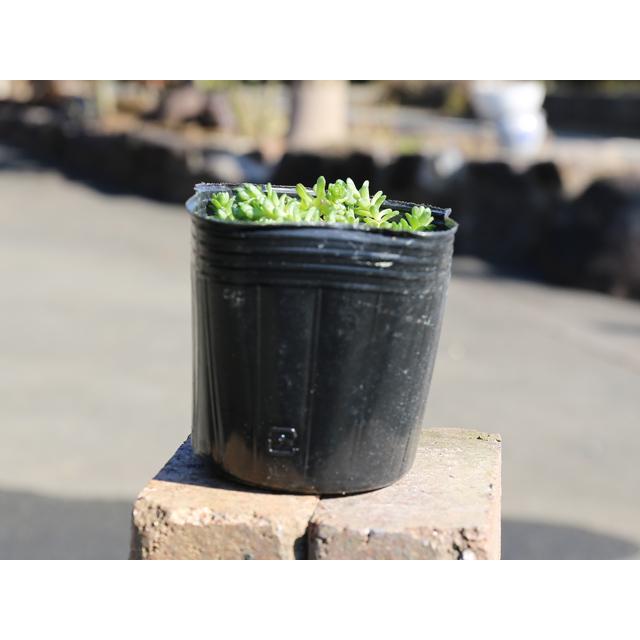 最安値 タイトゴメ 10 5cmポット 18本セット 送料無料 1年間枯れ保証 コケ類 その他 人気特価激安 Www Technet 21 Org