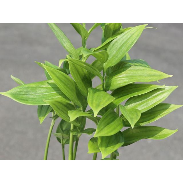 フイリアマドコロ 斑入りナルコユリ 9cmポット 80本セット 植木 苗 苗木 送料無料 最安挑戦 9cmポット