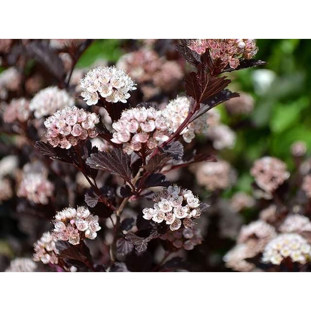 アメリカテマリシモツケ ディアボロ 0 2m9 0cmポット 5本セット 送料無料 1年間枯れ保証 夏に花が咲く木 トオヤマグリーン 通販 Yahoo ショッピング