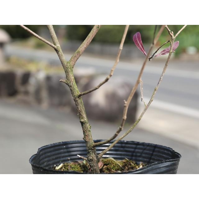 ドドナエア ポップブッシュ プルプレア 0 6m15cmポット 1本 1年間枯れ保証 葉や形を楽しむ木 トオヤマグリーン 通販 Yahoo ショッピング