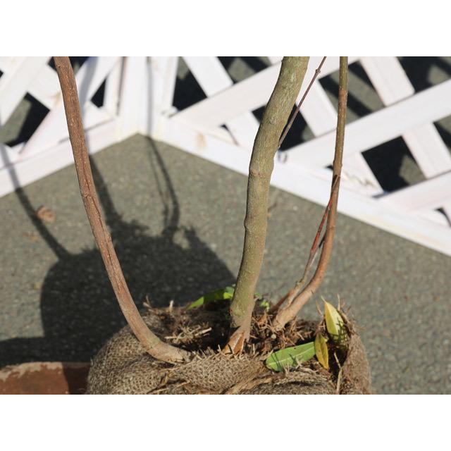 トキワロウバイ 1 2m露地 2本セット 送料無料 1年間枯れ保証 シンボルツリー落葉 トオヤマグリーン 通販 Yahoo ショッピング