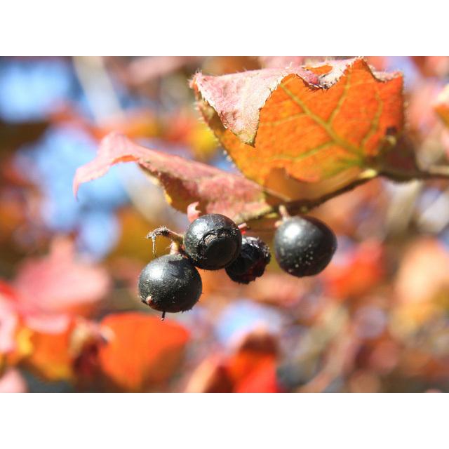 値引きする ナツハゼ 0 6m露地 1本 1年間枯れ保証 紅葉が美しい木 代引不可 Www Technet 21 Org