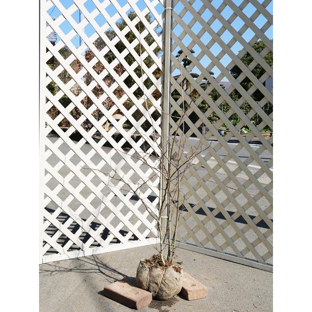 ナツハゼ 0 8m露地 1本 翌日出荷 1年間枯れ保証 紅葉が美しい木 トオヤマグリーン 通販 Yahoo ショッピング