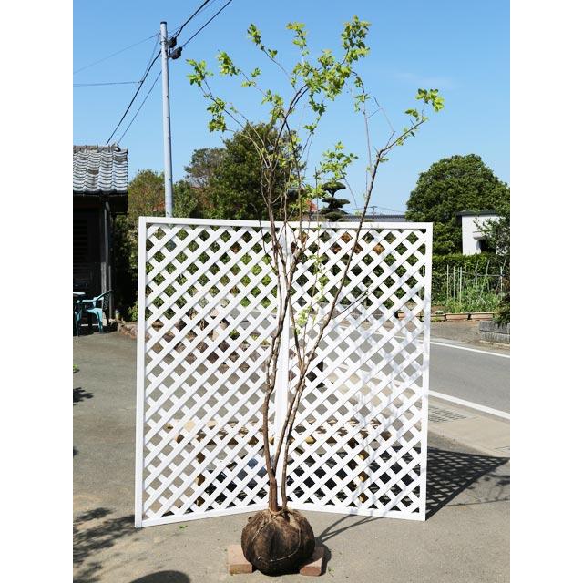 トオヤマグリーンナツハゼ 2m 露地 苗木 一番人気物
