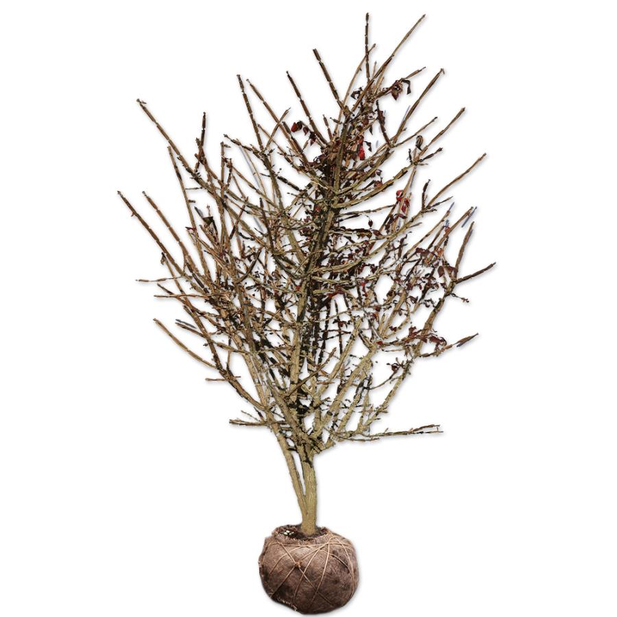 50 Off ニシキギ 1 5m露地 2本セット 送料無料 1年間枯れ保証 紅葉が美しい木 Seal限定商品 Www Maxipiso Com Ar