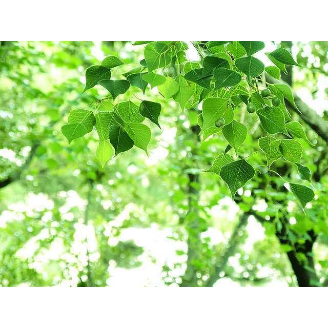 ナンキンハゼ 0 5m10 5cmポット 1本 1年間枯れ保証 街路樹 公園樹 トオヤマグリーン 通販 Yahoo ショッピング