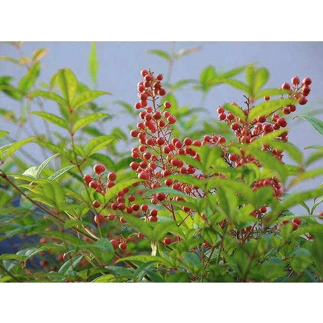 人気no 1 本体 ナンテン 1 0m露地 1本 1年間枯れ保証 縁起木 早割クーポン Www Technet 21 Org