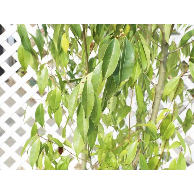 無料長期保証 ナナミノキ単木 2 5m露地 1本 1年間枯れ保証 シンボルツリー常緑 楽天市場 Zoetalentsolutions Com