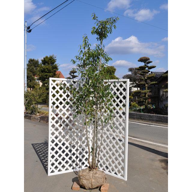 ナナミノキ株立ち 苗木 植木 2 0m露地 2本セット 送料無料 翌日出荷 翌日