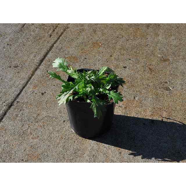 ノースポール 9 0cmポット 35本セット 送料無料 秋冬の花苗 直営店に限定