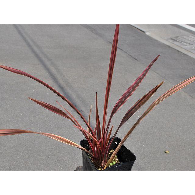 ニューサイラン レインボークイーン 12cmポット 2個 苗 :5096019 ...