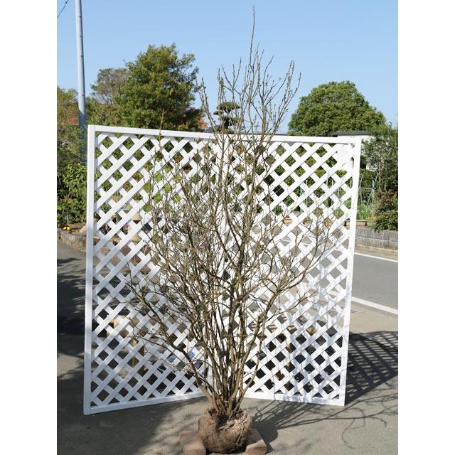 ニオイバンマツリ 1 2m露地 2本セット 送料無料 1年間枯れ保証 春に花が咲く木 トオヤマグリーン 通販 Yahoo ショッピング