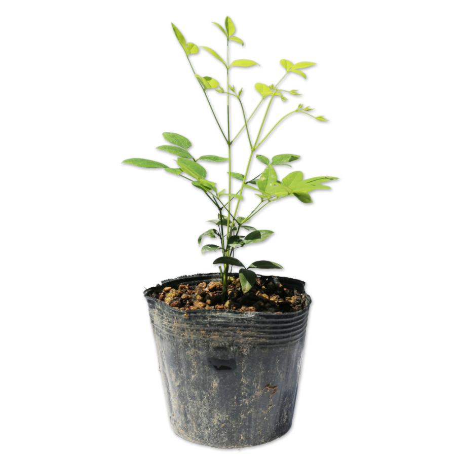 ナンテン白実 0 2m10 5cmポット 1本 1年間枯れ保証 縁起木 トオヤマグリーン 通販 Yahoo ショッピング