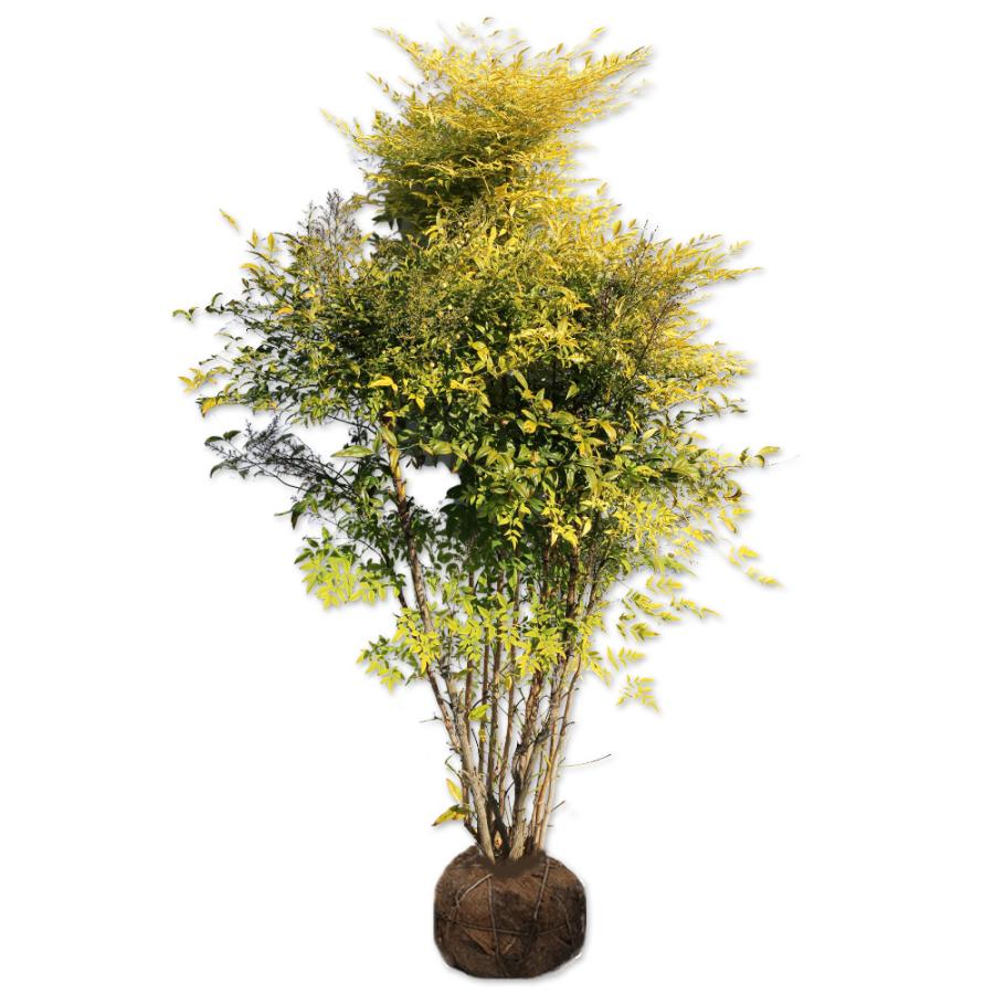 ナンテン白実 1 5m露地 1本 翌日出荷 1年間枯れ保証 縁起木 トオヤマグリーン 通販 Yahoo ショッピング