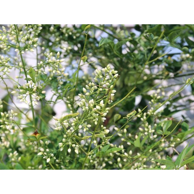 ナンテン白実 1 5m露地 1本 翌日出荷 1年間枯れ保証 縁起木 トオヤマグリーン 通販 Yahoo ショッピング