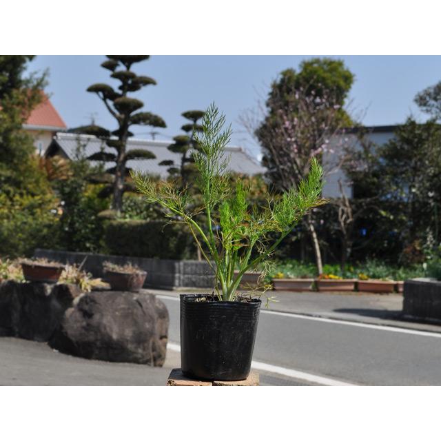 ディル 9 0cmポット 20本セット 送料無料 1年間枯れ保証 ハーブ Purrworld Com