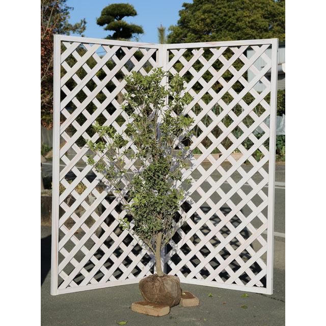 斑入りヒイラギ 1 2m露地 2本セット 送料無料 1年間枯れ保証 生垣樹木 トオヤマグリーン 通販 Yahoo ショッピング