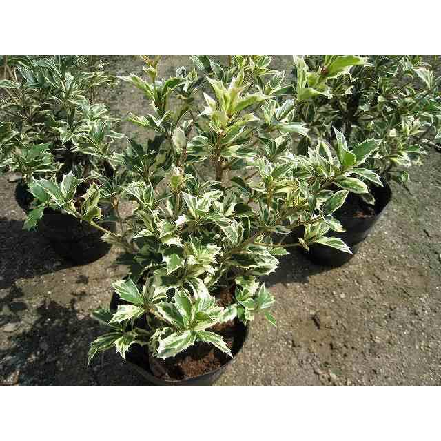 斑入りヒイラギ 1 2m露地 1本 1年間枯れ保証 生垣樹木 トオヤマグリーン 通販 Yahoo ショッピング