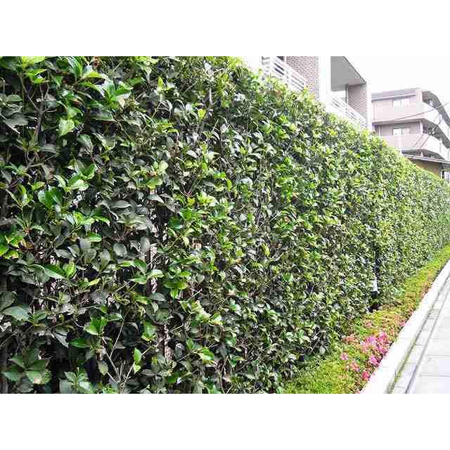 ヒイラギモクセイ 0 3m10 5cmポット 40本セット 送料無料 1年間枯れ保証 生垣樹木 トオヤマグリーン 通販 Yahoo ショッピング