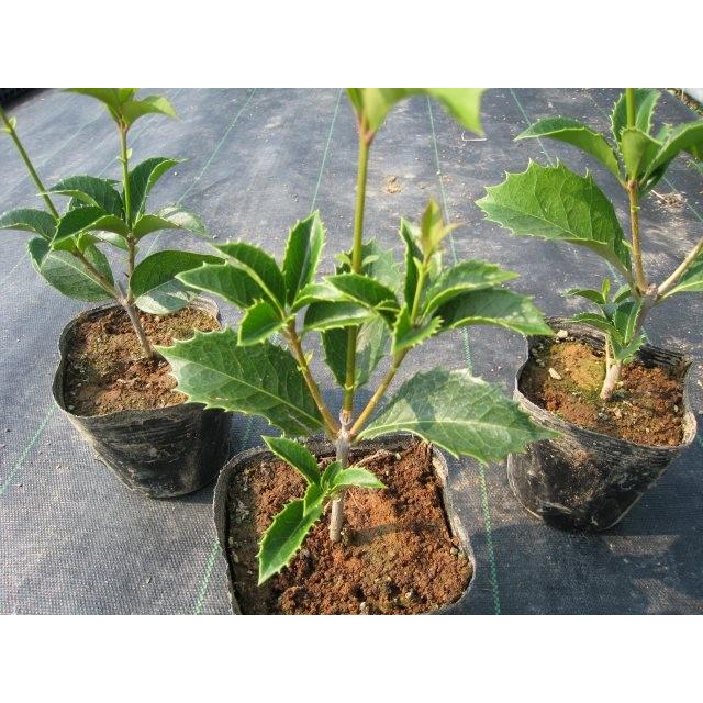 ヒイラギモクセイ 0 3m10 5cmポット 1本 1年間枯れ保証 生垣樹木 トオヤマグリーン 通販 Yahoo ショッピング