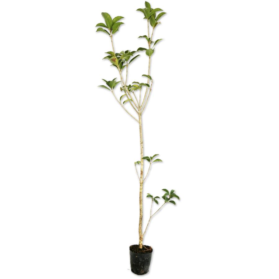 ヒイラギモクセイ 0 7m10 5cmポット 1本 1年間枯れ保証 生垣樹木 トオヤマグリーン 通販 Yahoo ショッピング