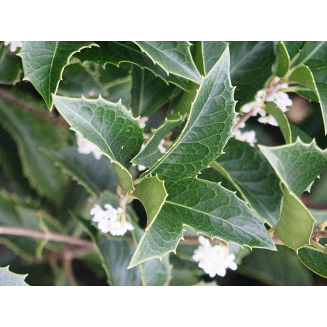 ヒイラギモクセイ 0 6m15cmポット 1本 当日出荷 1年間枯れ保証 生垣樹木 トオヤマグリーン 通販 Yahoo ショッピング