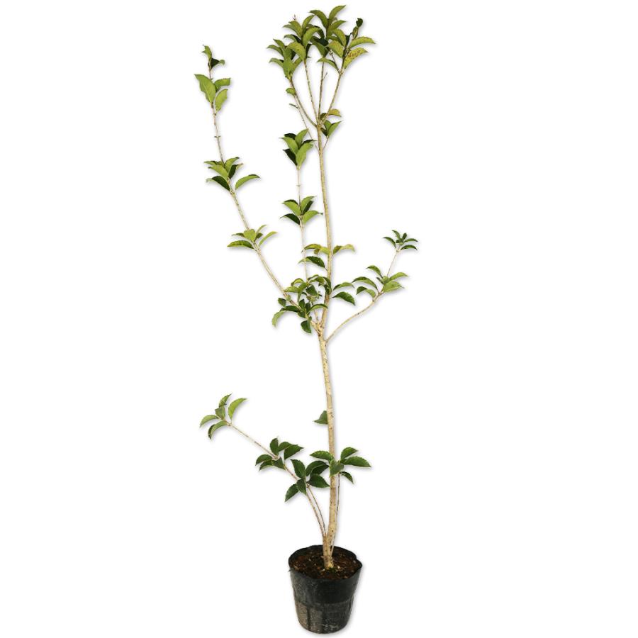 最大80 Offクーポン ヒイラギモクセイ 1 0m15cmポット 12本セット 送料無料 当日出荷 1年間枯れ保証 生垣樹木