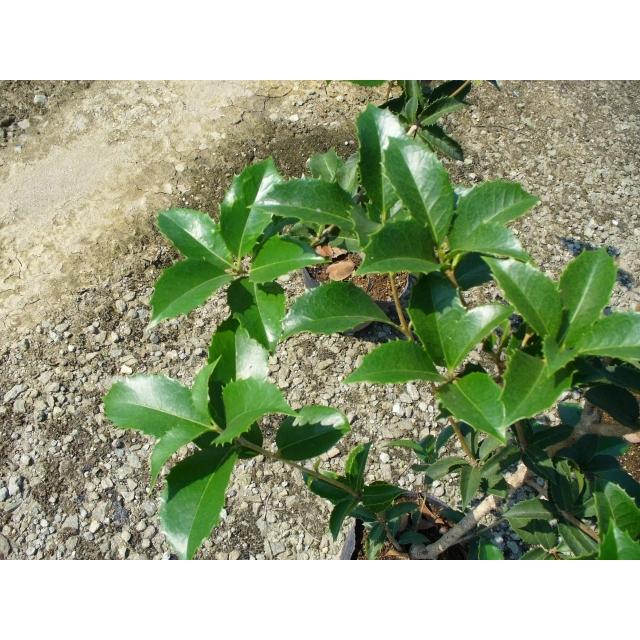 ヒイラギモクセイ 1 0m15cmポット 1本 当日出荷 1年間枯れ保証 生垣樹木 トオヤマグリーン 通販 Yahoo ショッピング