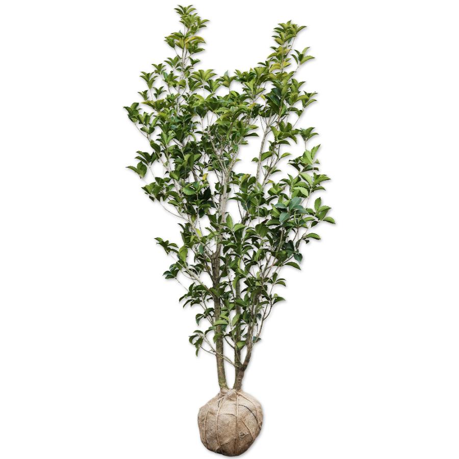 ヒイラギモクセイ 1 5m露地 1本 翌日出荷 1年間枯れ保証 生垣樹木 トオヤマグリーン 通販 Yahoo ショッピング