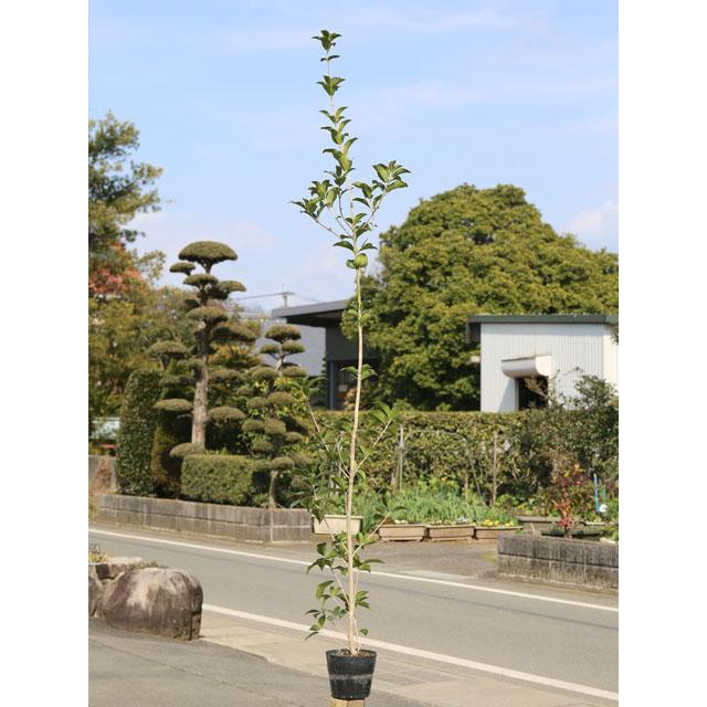 ヒイラギモクセイ 1 7m15cmポット 8本セット 1年間枯れ保証 生垣樹木 トオヤマグリーン 通販 Yahoo ショッピング