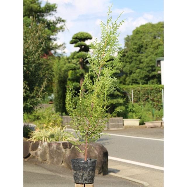 大特価高評価 ヒノキ 1年間枯れ保証 コニファー 針葉樹 0 6m15cmポット 12本セット トオヤマグリーンのヒノキ 送料無料 当日出荷 1年間枯れ保証 生垣樹木 トオヤマグリーン 大好評 の