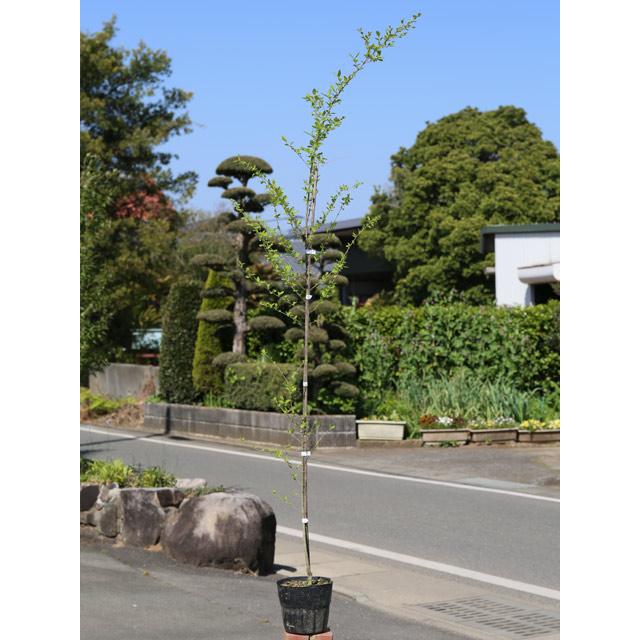 プリペット 1 5m15cmポット 7本セット 1年間枯れ保証 生垣樹木 トオヤマグリーン 通販 Yahoo ショッピング