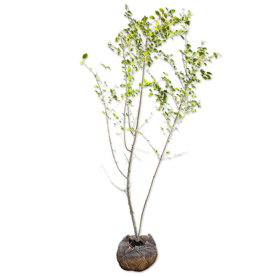 格安 プリペット 1 5m露地 4本セット 1年間枯れ保証 生垣樹木 即日出荷 Www Technet 21 Org