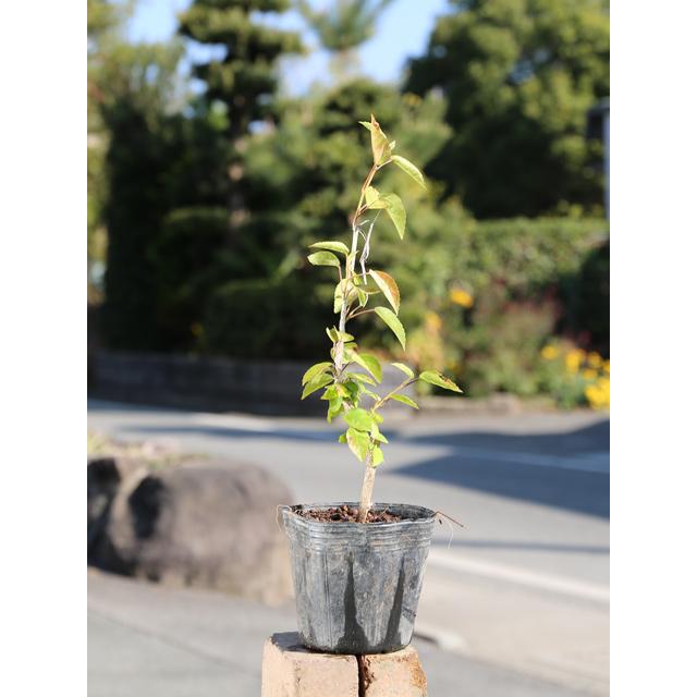 ハイビスカス 0 3m12cmポット 1本 1年間枯れ保証 夏に花が咲く木 トオヤマグリーン 通販 Yahoo ショッピング