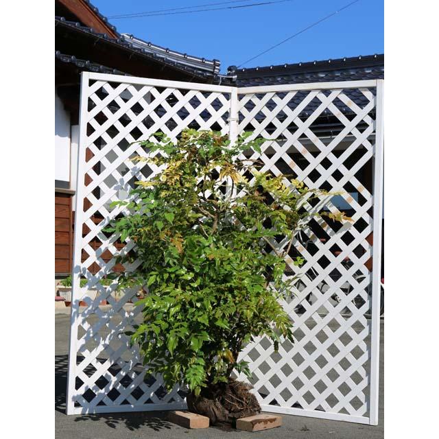 ヒイラギナンテン 1 2m露地 2本セット 送料無料 1年間枯れ保証 葉や形を楽しむ木 Khabarbani Com