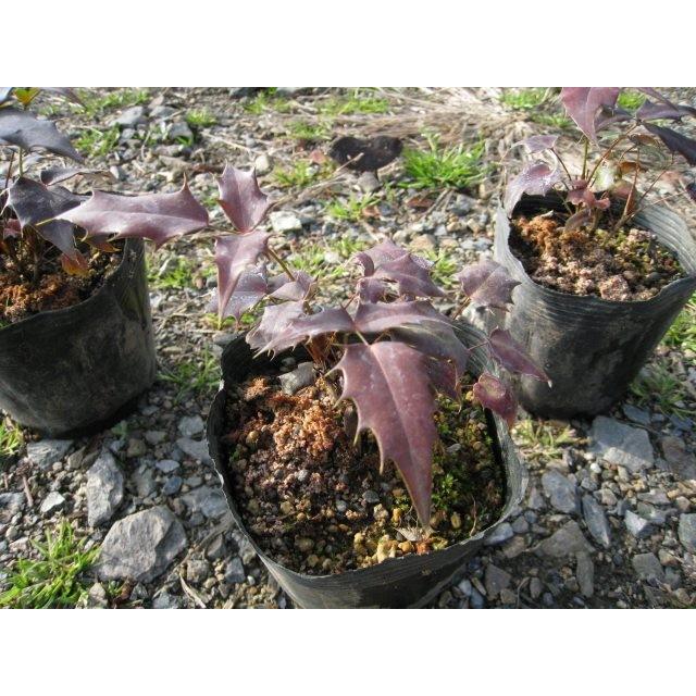 ヒイラギナンテン マホニアチャリティー 9 0cmポット 1本 1年間枯れ保証 葉や形を楽しむ木 トオヤマグリーン 通販 Yahoo ショッピング