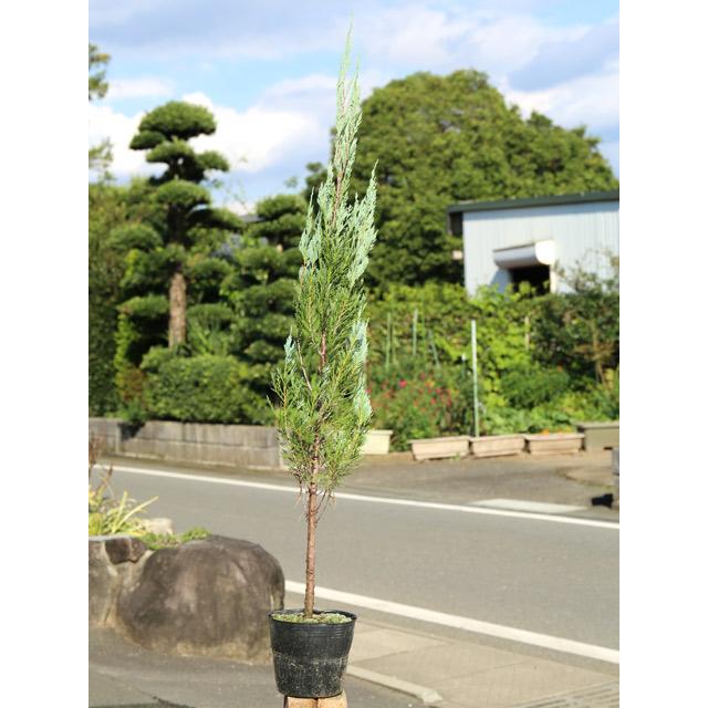 最新コレックション ブルーエンジェル 1 0m15cmポット 8本セット 送料無料 1年間枯れ保証 コニファー 全商品オープニング価格特別価格 Www Technet 21 Org