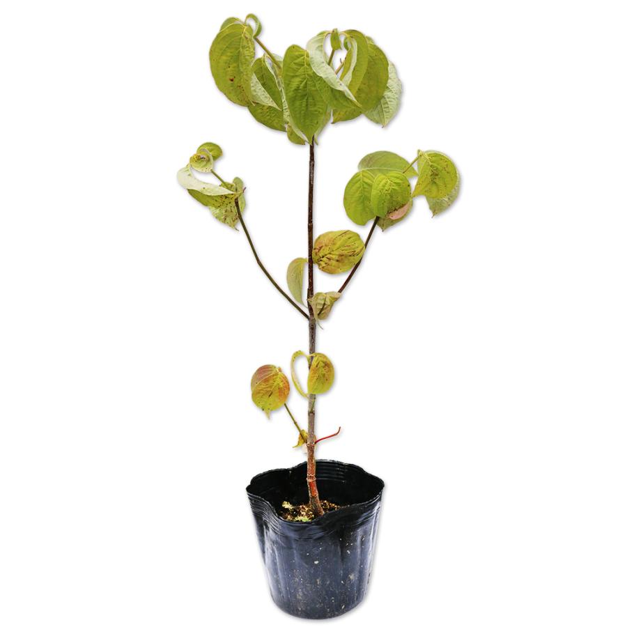 ハナミズキ 実生 0 2m10 5cmポット 12本セット 送料無料 1年間枯れ保証 街路樹 公園樹 トオヤマグリーン 通販 Yahoo ショッピング