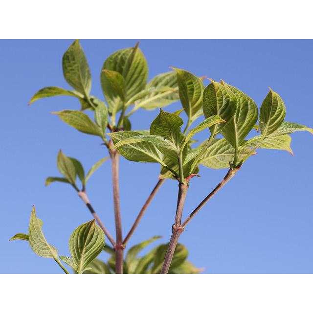 ハナミズキ 実生 0 2m10 5cmポット 1本 1年間枯れ保証 街路樹 公園樹 トオヤマグリーン 通販 Yahoo ショッピング