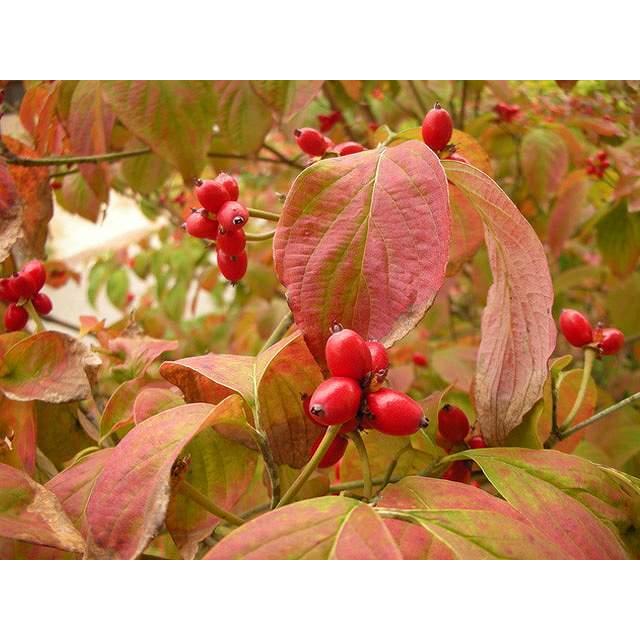 ハナミズキ 実生 0 8m15cmポット 1本 1年間枯れ保証 街路樹 公園樹 トオヤマグリーン 通販 Yahoo ショッピング