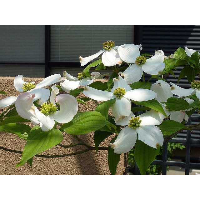 ハナミズキ 実生 1 0m15cmポット 1本 1年間枯れ保証 街路樹 公園樹 トオヤマグリーン 通販 Yahoo ショッピング