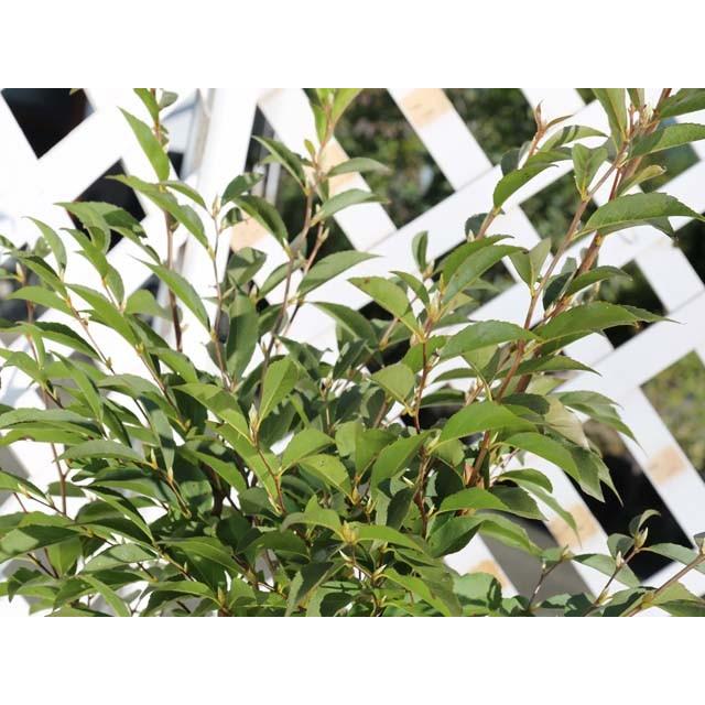 ヒメシャラ単木 1 2m露地 1本 1年間枯れ保証 シンボルツリー落葉 トオヤマグリーン 通販 Yahoo ショッピング