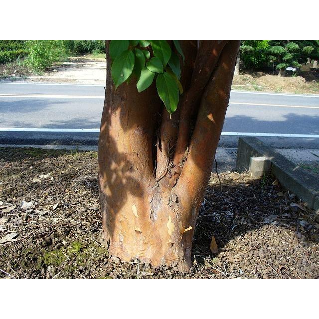 代引不可 ヒメシャラ単木 2 0m露地 2本セット 送料無料 1年間枯れ保証 シンボルツリー落葉 配達指定不可 大型商品 最適な価格 Trieen Mx