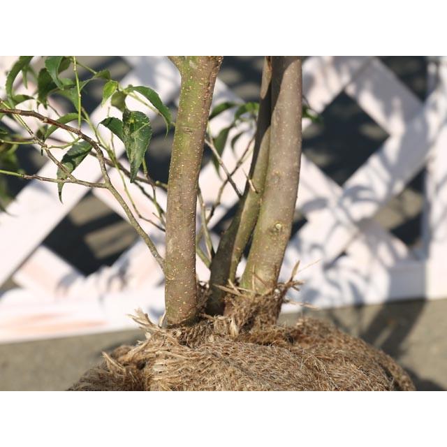 ハイノキ株立ち 1 0m露地 2本セット 送料無料 1年間枯れ保証 雑木 トオヤマグリーン 通販 Yahoo ショッピング